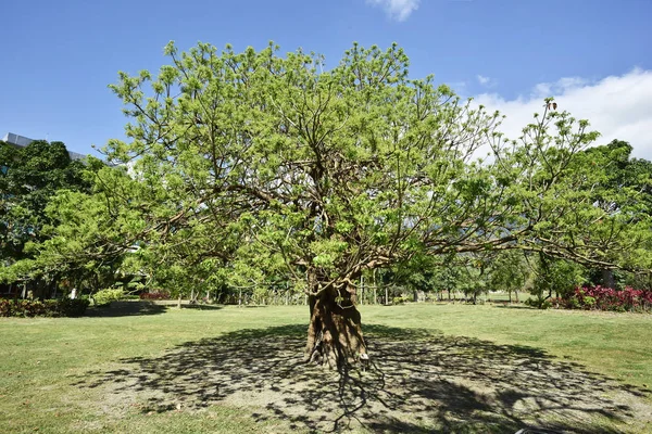 Bischofia Javanica Drzewo Pod Błękitne Niebo Tajwan — Zdjęcie stockowe