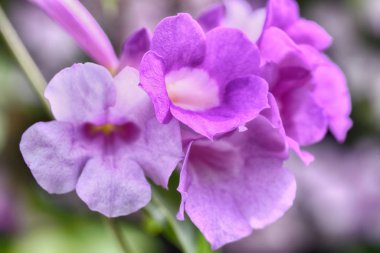 Ağaçta açan mor sarımsak sarmaşığı