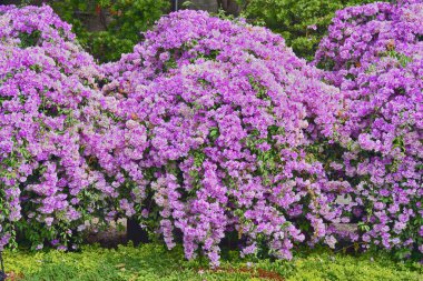 Ağaçta açan mor sarımsak sarmaşığı