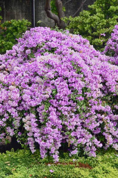 Purple Garlic Vine Blooming Tree — Stock Photo, Image