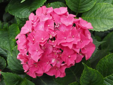 Ortanca çiçek Bahçe, Tayvan  