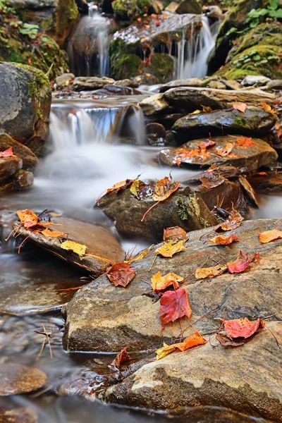 Hoja Roja Otoño Que Yace Sobre Una Piedra Húmeda Musgosa — Foto de Stock