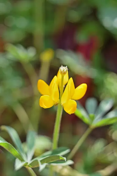 Zblízka Žluté Lupiny Květ Květu — Stock fotografie