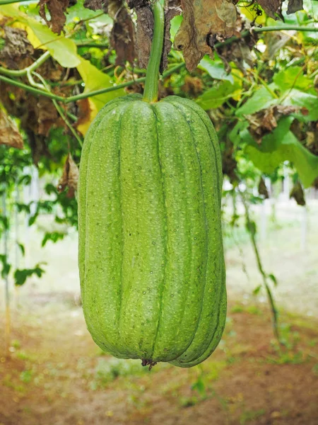 Loofah Κρέμεται Δέντρο Αγρόκτημα — Φωτογραφία Αρχείου