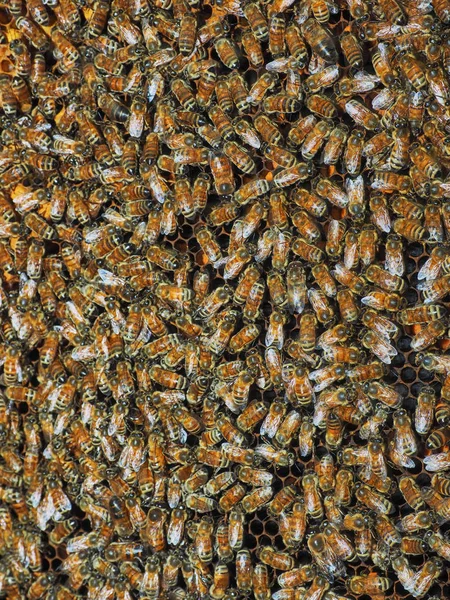Close Lot Bees Honeycomb — Stock Photo, Image