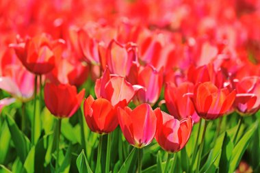 Bahar günü lale tarlasında güzel laleler çiçek açar.    