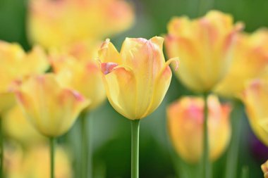 Bahar günü lale tarlasında güzel laleler çiçek açar.    