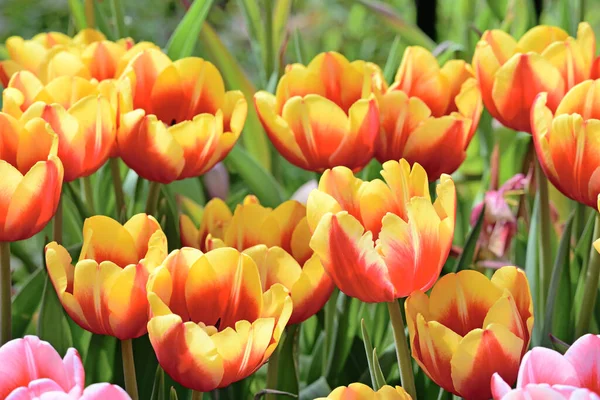 Beautiful tulips flower in tulip field at spring day