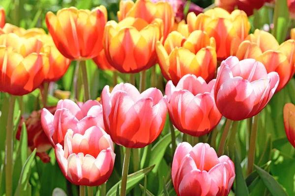 Beautiful tulips flower in tulip field at spring day