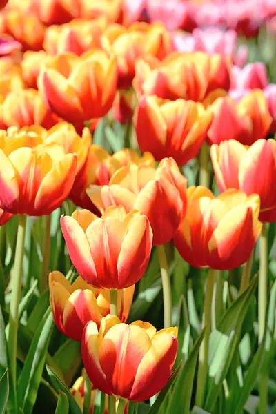 Прекрасный Цветок Тюльпанов Тюльпановом Поле Весной — стоковое фото