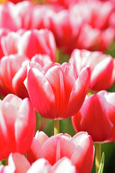 Beautiful tulips flower in tulip field at spring day