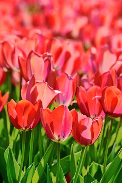 Beautiful tulips flower in tulip field at spring day