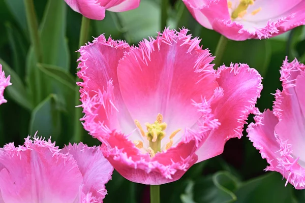 Linda Flor Tulipas Campo Tulipas Dia Primavera — Fotografia de Stock