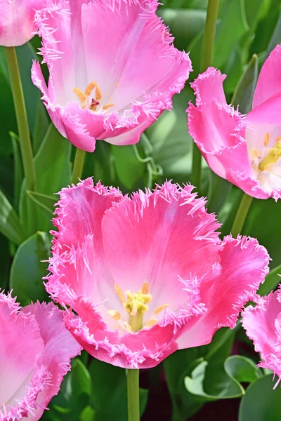 Прекрасный Цветок Тюльпанов Тюльпановом Поле Весной — стоковое фото