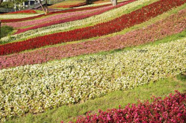 Kamu parkında farklı renklerde çiçeklerle çiçeklenmiş.