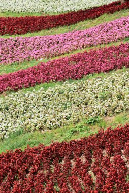 Kamu parkında farklı renklerde çiçeklerle çiçeklenmiş.
