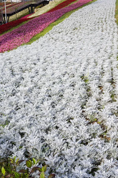 Flowerbed Different Colorful Flowers Public Park — Stock Photo, Image