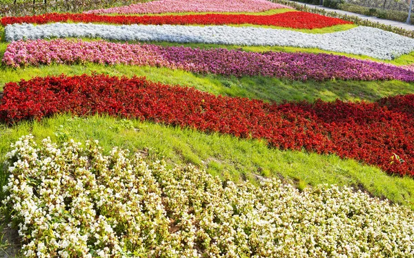 Cama Flores Com Diferentes Flores Coloridas Parque Público — Fotografia de Stock