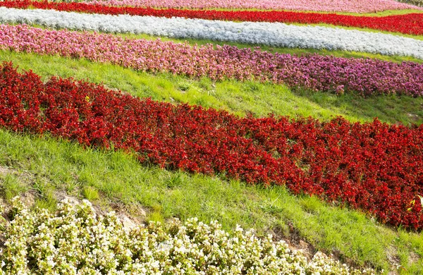 Flowerbed Different Colorful Flowers Public Park — Stock Photo, Image