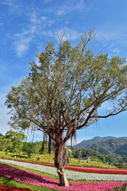 Kamu parkında renkli çiçek yatakları ve ağaç