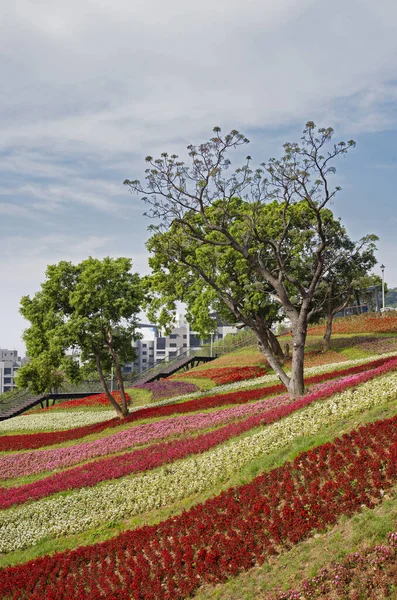 Colourful Flowerbeds Tree Public Park — Stock Photo, Image
