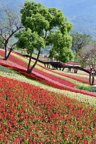 Colourful Flowerbeds Tree Public Park — Stock Photo, Image