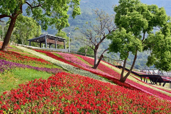 Colourful Flowerbeds Tree Public Park — Stock Photo, Image