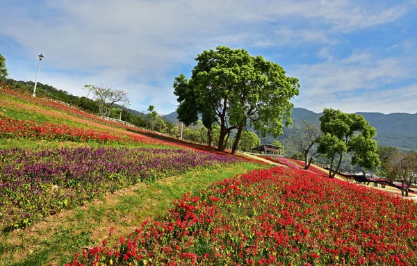 Camas Flores Coloridas Árvore Parque Público — Fotografia de Stock