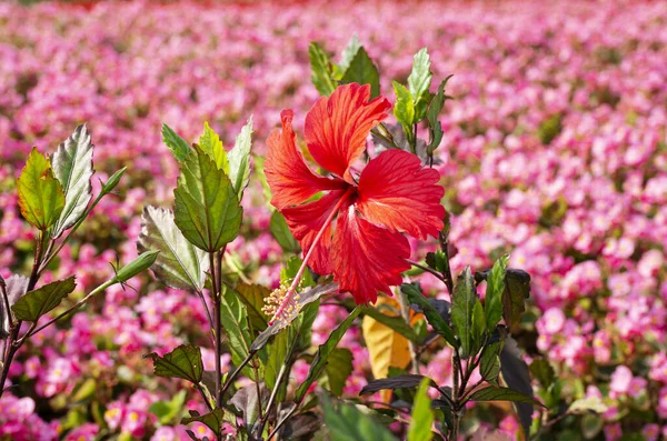 公園の背景に赤いハイビスカスの花 — ストック写真