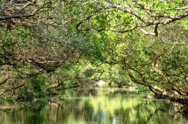 Sicao Mangrove Yeşil Tüneli. Tayvan olarak da bilinir. Amazon Nehri 'nin mütevazı bir versiyonu..     