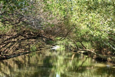 Sicao Mangrove Yeşil Tüneli. Tayvan olarak da bilinir. Amazon Nehri 'nin mütevazı bir versiyonu..     