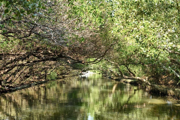 Sicao Mangrove Green Tunnel Also Known Taiwans Own Modest Version — Stock Photo, Image