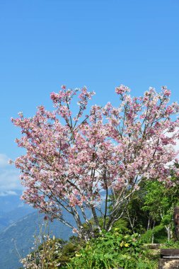 Taitung, Tayvan 'da Pembe kiraz çiçekleri
