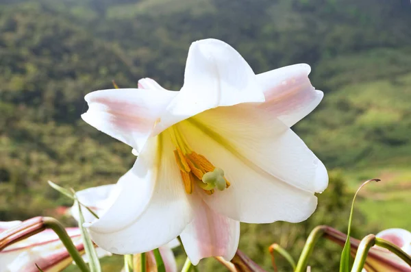 白いユリの花の終わり — ストック写真