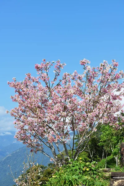 Pink Cherry Blossoms Mount Taitung Taiwan — Stock Photo, Image