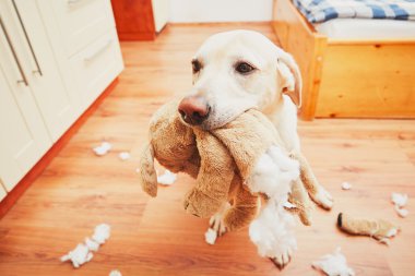 Yaramaz köpek evde tek başına 