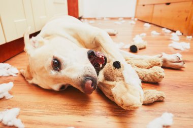 Yaramaz köpek evde tek başına 