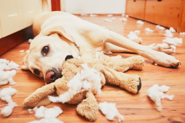 Yaramaz köpek evde tek başına 