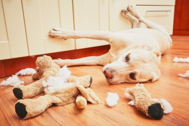 Yaramaz köpek evde tek başına 