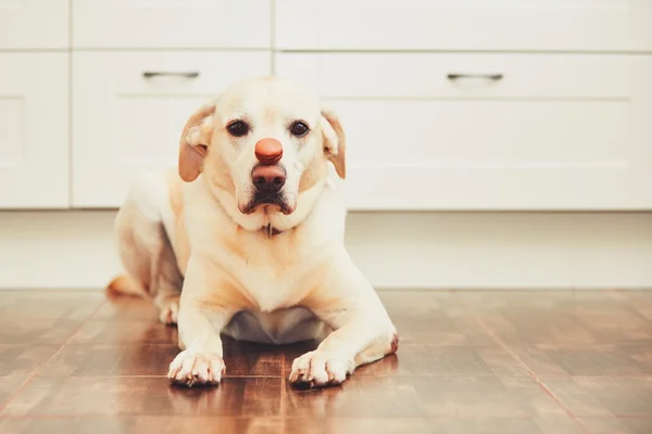 Dog with tasty macaroon — Stock Photo, Image
