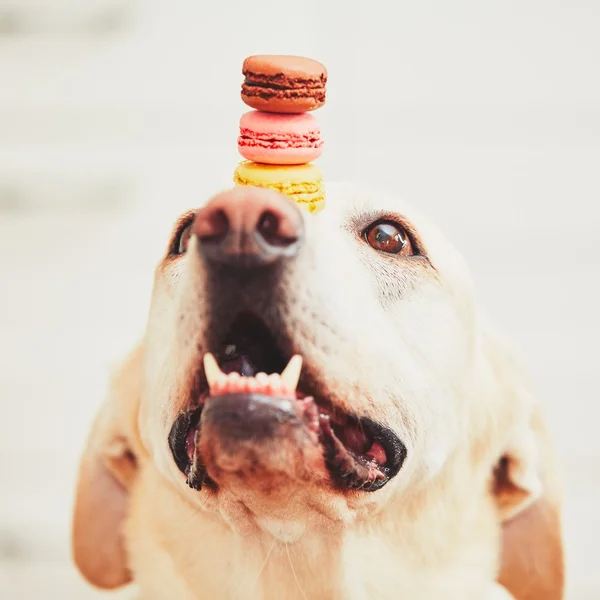 Hund med läckra mandelbiskvier — Stockfoto