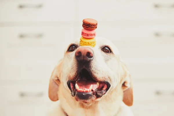 Dog with tasty macaroons — Stock Photo, Image