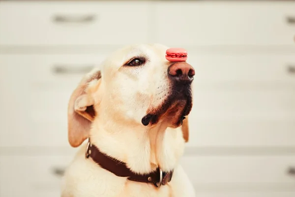 Hund med välsmakande macaroon — Stockfoto