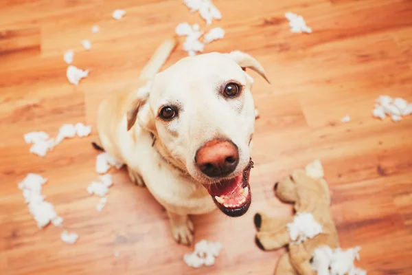 Stygg hund ensam hemma — Stockfoto