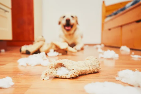 Naughty dog home alone — Stock Photo, Image