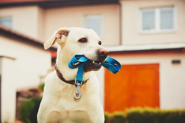 Hond met riem — Stockfoto