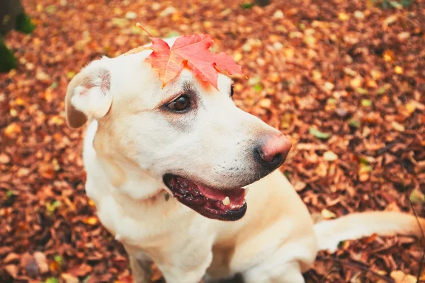 Perro en otoño — Foto de Stock