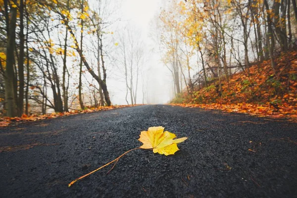 Feuilles tombées sur la route — Photo