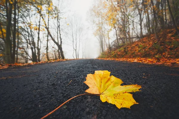 Spadané listí na silnici — Stock fotografie