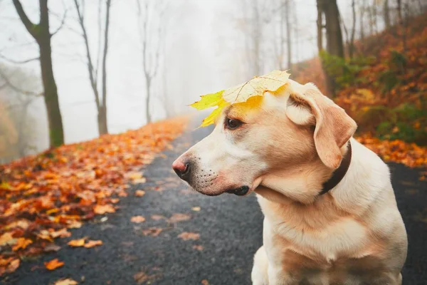 Zabawny pies jesienią — Zdjęcie stockowe